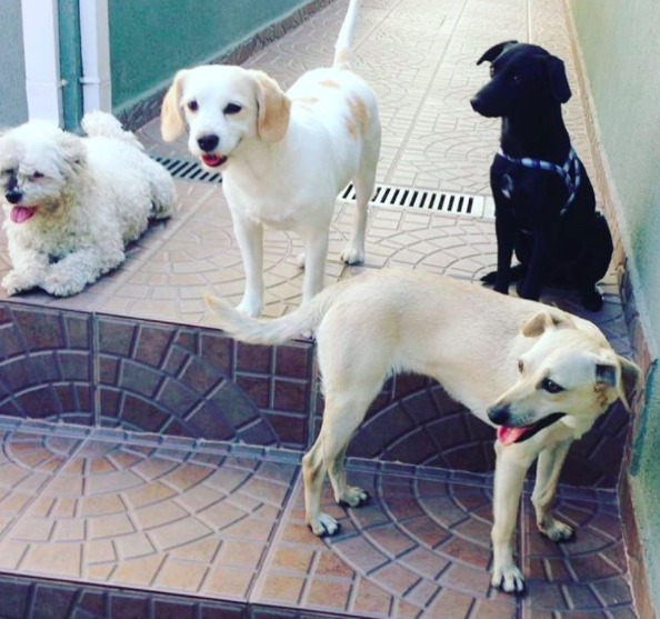 Passeando na casa da vovÃ³: Belinha (cachorra da minha sobrinha), Martha, Petisco e Farofa.